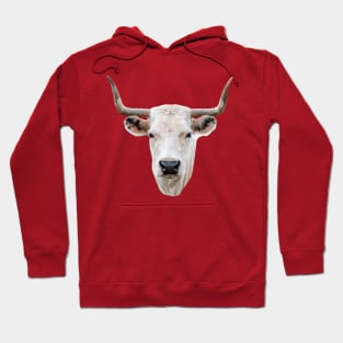 Striking head of a White Park Cow Hoodie